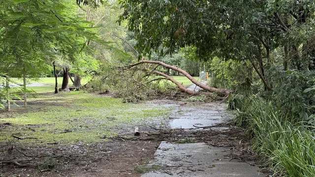 A fallen tree in a local park