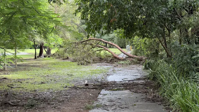 A fallen tree in a local park