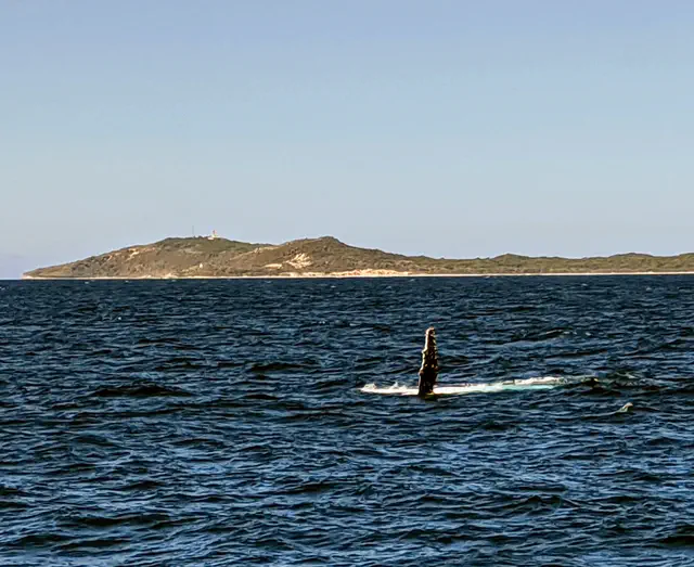 A whale, waving