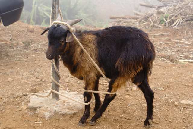 A stupid goat. Torsten Dederichs, via Unsplash