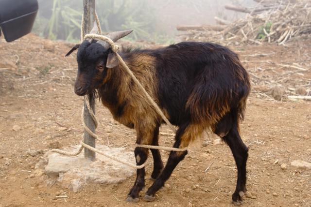 A stupid goat. Torsten Dederichs, via Unsplash